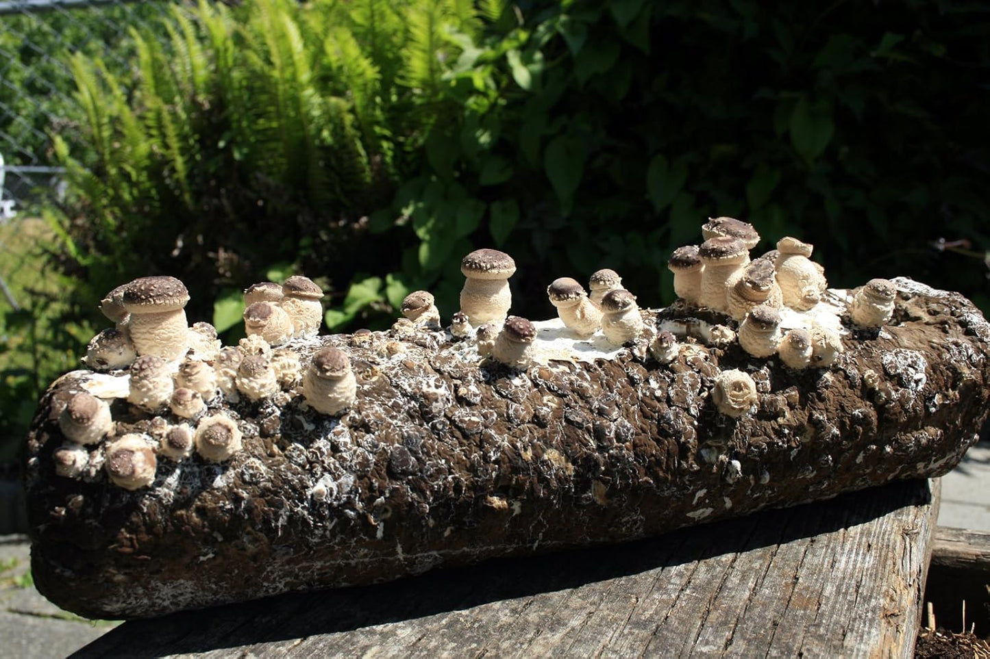 - Shiitake Mushroom Grow Kit-Start Right Away Once Received