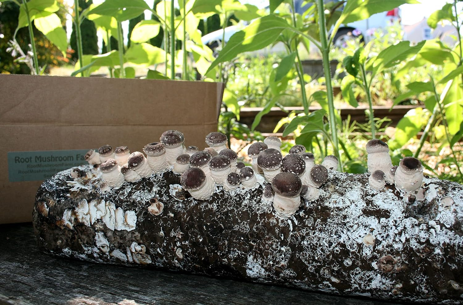 - Shiitake Mushroom Grow Kit-Start Right Away Once Received