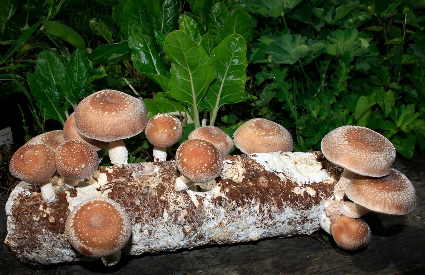 - Shiitake Mushroom Grow Kit-Start Right Away Once Received