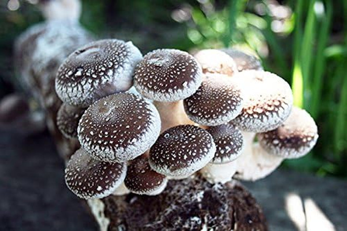 - Shiitake Mushroom Grow Kit-Start Right Away Once Received