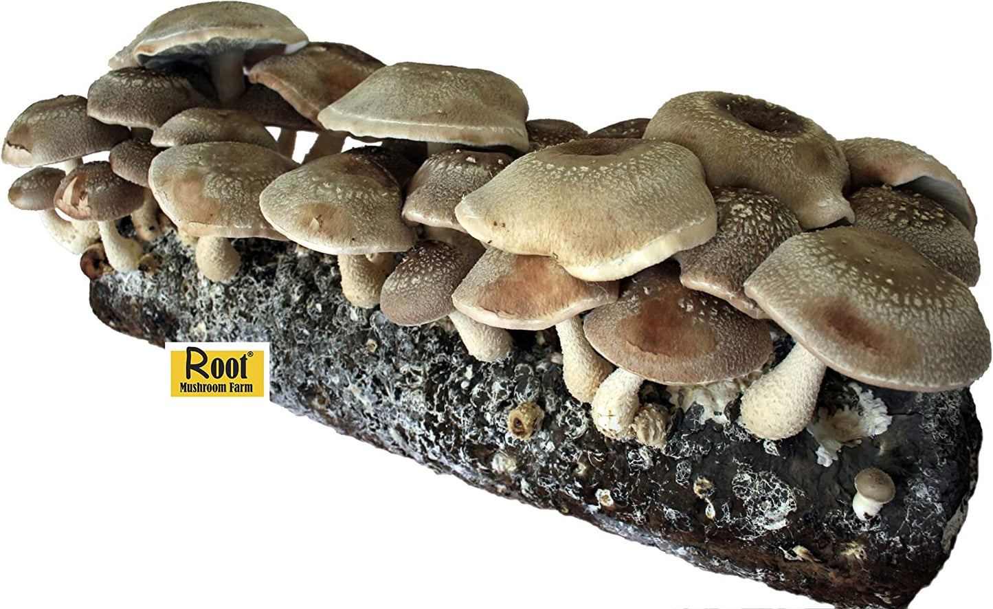 - Shiitake Mushroom Grow Kit-Start Right Away Once Received