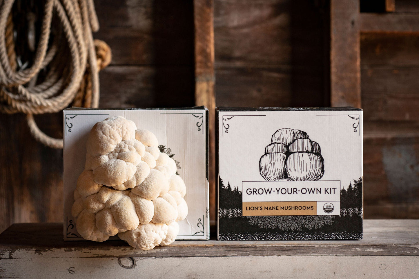 3-Pack of Organic Mushroom Grow Kits